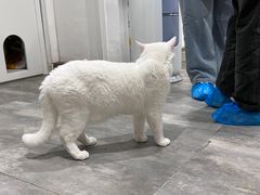 -楼上猫咖(罗湖店)