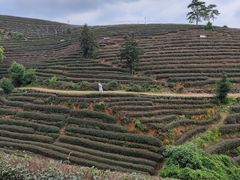 -龙坞茶村