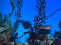 -上海海洋水族馆