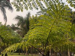 -中国科学院西双版纳热带植物园