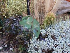 -Jo's Garden