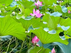 -洛阳市隋唐城遗址植物园