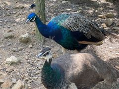 -西霞口神雕山野生动物世界