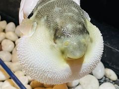 -肆月河豚·新淮扬(金融街店)