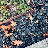 拾得一片秋天的味道🍂
