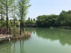 -大塘金香草谷