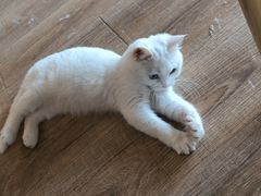 -猫的茶·猫咖