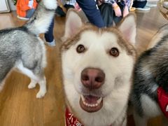 -Husky Go! 哈士奇体验馆·宠物咖啡厅狗咖