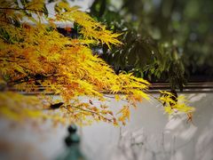 -秋霞圃