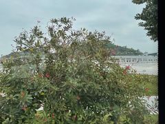 -野狸岛