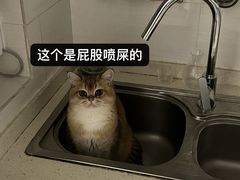 -车接车送·寄养洗护·德文猫舍(大宁店)