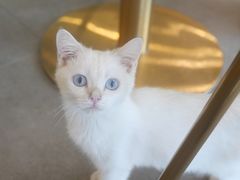 -飞行喵MR PILOT|猫舍·猫咖(静安大融城店)