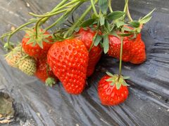 -恒绿农产品草莓采摘园