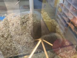 -神奇动物撸宠馆·羊驼·小浣熊·异宠(豫园店)