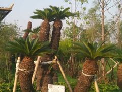 -武清南湖绿博园