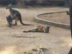 -深圳野生动物园