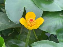 -广西壮族自治区药用植物园