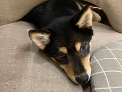 -逗柴咖啡屋·狗咖猫咖宠物桌游