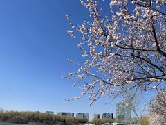 -大兴滨河森林公园