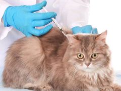 -佳雯宠物医院·皮肤科·内外科(春晓路分院)