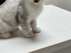 -四月宠物医院·猫专科·心脏专科·内科(转塘店)
