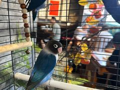 -许老八包子铺羊汤馆(绿地世纪城店)