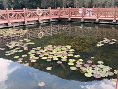 -广州市石门国家森林公园