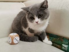 -lincat·猫舍(广州店)