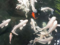 -南宫五洲植物乐园