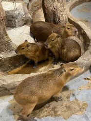 -Zoolung Zoolung动物主题公园(海信广场店)