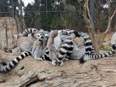 -云南野生动物园