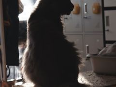 -平行世界·猫咖(首经贸店)