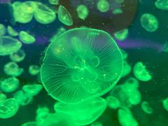 -秦皇岛新澳海底世界