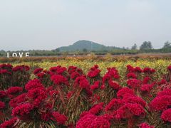 -北京东方普罗旺斯薰衣草庄园