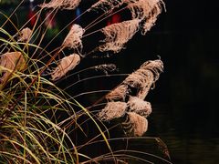 -重庆彩云湖湿地公园