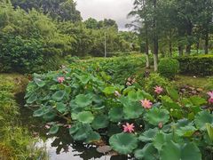 -厦门园林博览苑