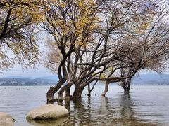 -洱海月湿地公园