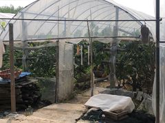 -马陆小张葡萄园农家乐