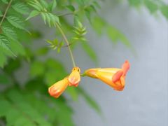 -紫阳古街
