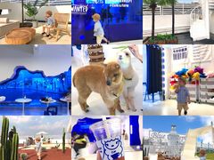 -Blue Concept Cafe&Farm·關於藍