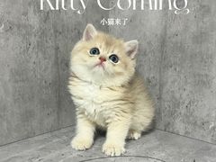 -小猫来了·猫舍(红山六九七九店)