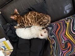 -帕帕拉兹宠物(亚洲旗舰店)