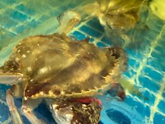 -金贝壳海鲜加工坊(田和活鲜水产市场店)