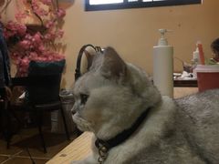 牛排-李小姐の猫咖啡馆(五角场店)