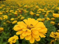 -莲花山花海