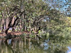 -上海共青森林公园