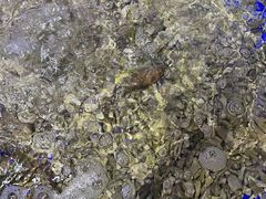 -青蓬蒸汽海鲜·深圳老字号·团建聚会(壹方城店)