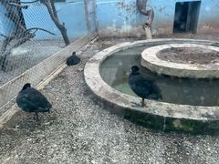 -青藏高原野生动物园