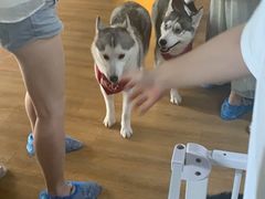 -Husky Go! 哈士奇体验馆·宠物咖啡厅狗咖