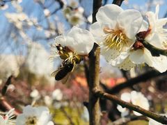 -新虹桥中心花园